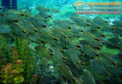 Cardume de peixes nas águas cristalinas da lagoa