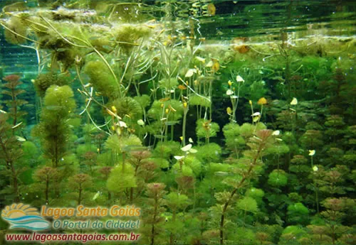 Plantas aquáticas no fundo da lagoa